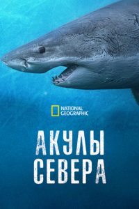 Акулы севера (2025)